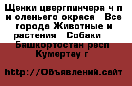 Щенки цвергпинчера ч/п и оленьего окраса - Все города Животные и растения » Собаки   . Башкортостан респ.,Кумертау г.